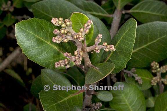 rhus integrifolia 1 graphic